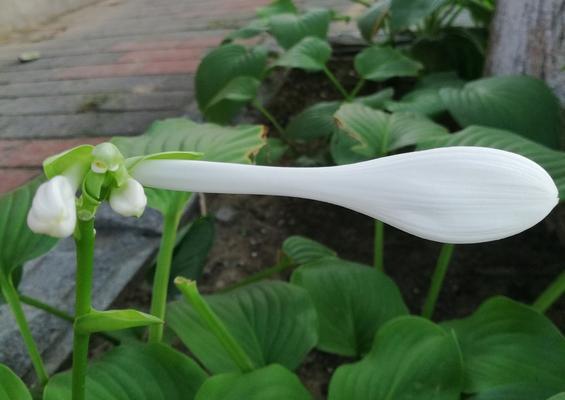 玉簪花（花香四溢，寓意美好的玉簪花）