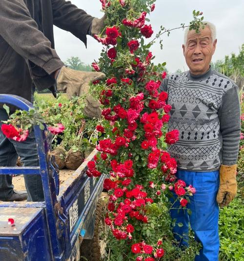 探讨主蔓长度的意义与影响（优化种植技术，提高产量与品质）