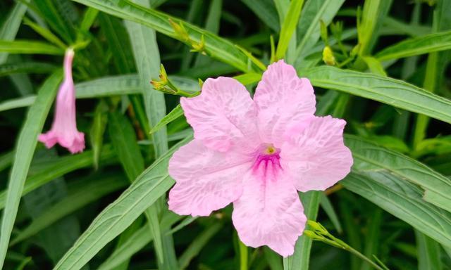 紫花翠芦莉的花语与美丽之谜（揭秘紫花翠芦莉的花语，探寻其美丽的奥秘）