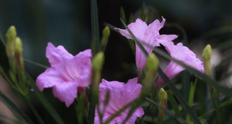 紫花翠芦莉的花语与美丽之谜（揭秘紫花翠芦莉的花语，探寻其美丽的奥秘）