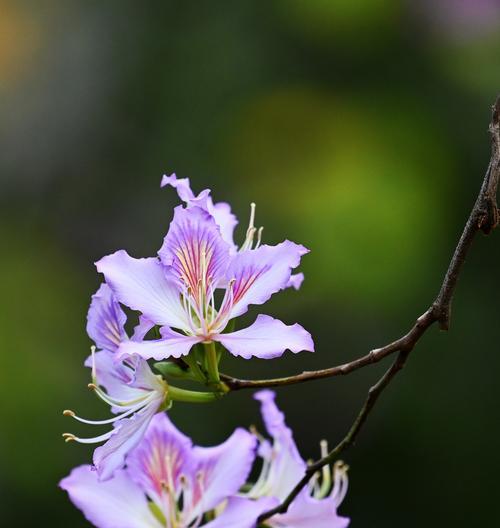 紫荆花的花语与象征意义（探究紫荆花的神秘内涵，传递心灵的美丽）