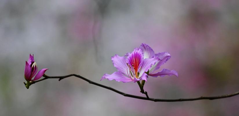 紫荆花的花语与象征意义（探究紫荆花的神秘内涵，传递心灵的美丽）