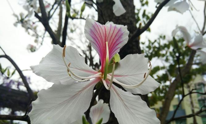 紫荆花的花语和象征意义（揭示紫荆花背后的深层含义）