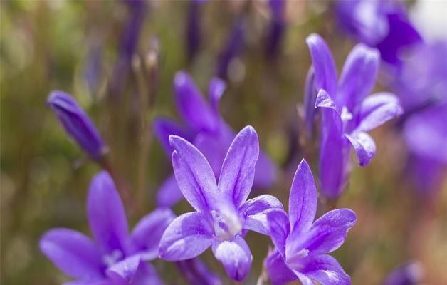 紫罗兰花语及其寓意的探究（探索紫罗兰的花语与意义，揭示其隐含的情感和价值）