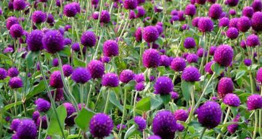 紫色三叶草的花语（探寻幸运与祝福的象征）