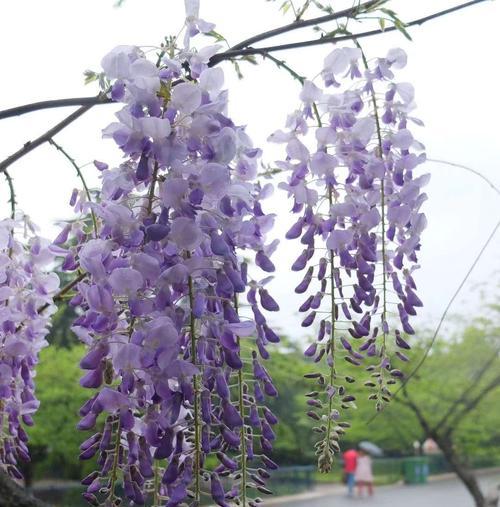 紫藤花的花语与意义（探寻紫藤花的神秘之美）