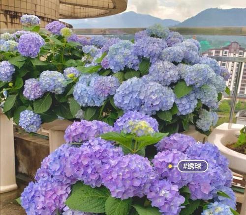 紫阳花的花语（探索紫阳花的意义，带给你的生活满满的幸福和力量）