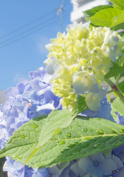 紫阳花的花语（探索紫阳花的意义，带给你的生活满满的幸福和力量）