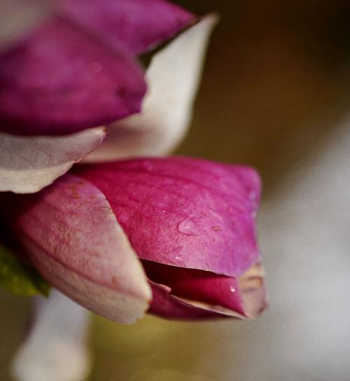 紫玉兰花语之含义与象征（深情厚谊、美丽纯洁、坚韧不拔）