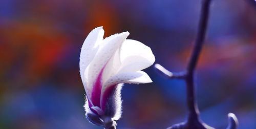 紫玉兰花语之含义与象征（深情厚谊、美丽纯洁、坚韧不拔）
