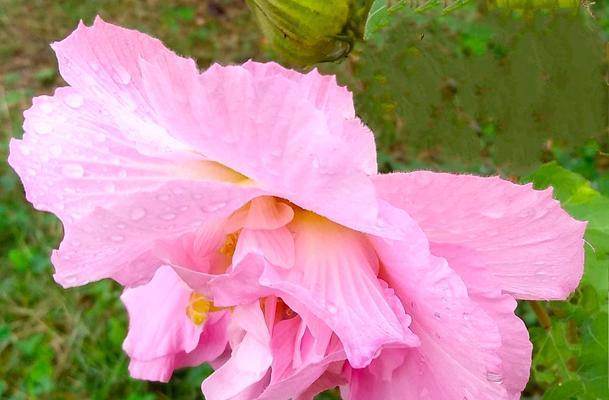 芙蓉之美，花开心灵（探寻芙蓉的花语与内涵）