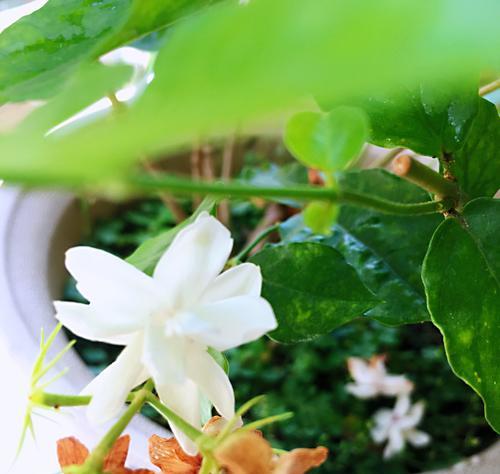 茉莉的花语（传递温馨与美好的茉莉花）