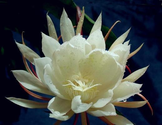 荼蘼花语（倾诉情感的花朵与执念的象征）