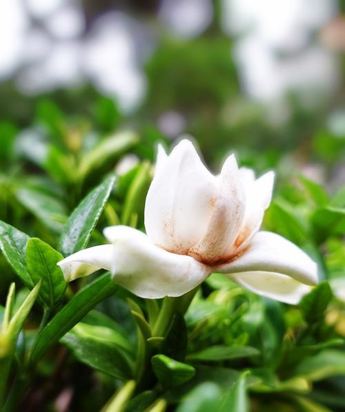 栀子花语——传递爱与美的使者（花开云端，馥郁芬芳悠远流传）