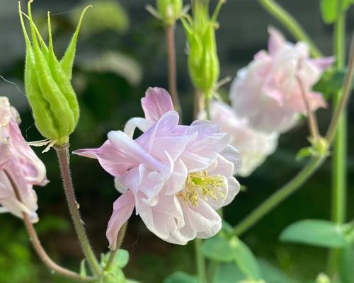 耧斗菜之花语（唤醒内心的梦想，勇敢追逐自我成长）