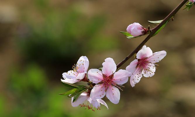 桃花的花语与传说（桃花的含义、文化象征及相关传说）