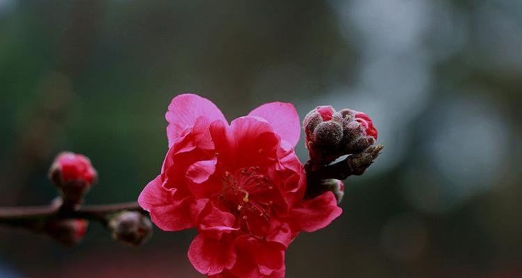 桃花花语及代表意义（解读桃花花语，了解其中深意）