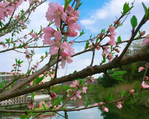 桃花花语及代表意义（解读桃花花语，了解其中深意）