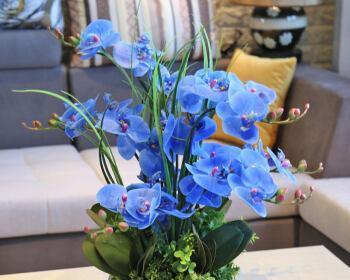 天蓝色的蝴蝶兰——自由与美丽的象征（蝴蝶兰的天蓝色花朵给人带来的寓意和祝福）