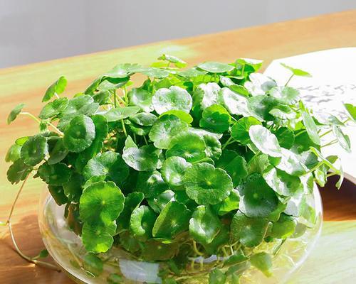 铜钱草开花之谜（探索铜钱草的花语与开花秘密）