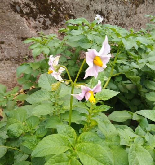 土豆开花意味着什么？（探秘土豆开花的象征意义与农作物生长状态）