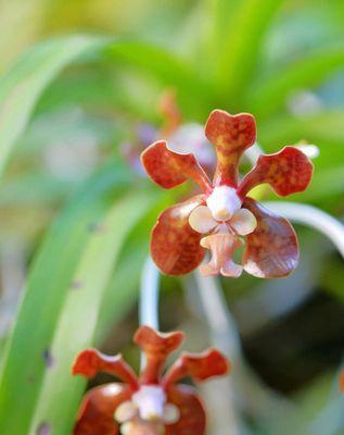 以万代兰的花语及含义（用花语解读万代兰，洞察内涵世界）