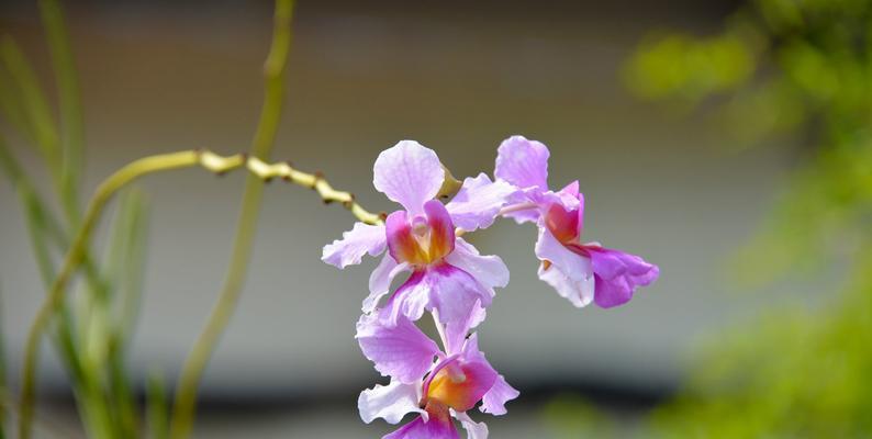 以万代兰的花语及含义（用花语解读万代兰，洞察内涵世界）