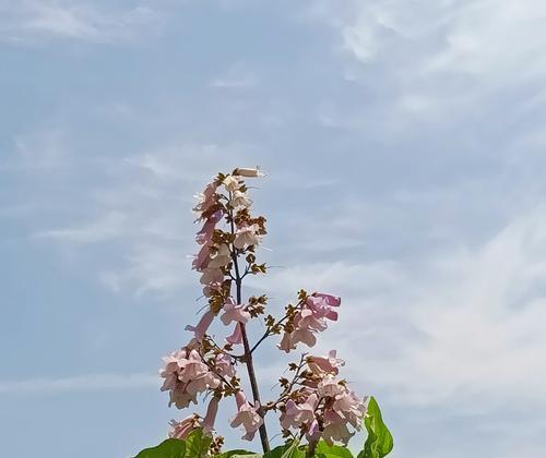 梧桐花（探索梧桐花的象征意义与健康功效）