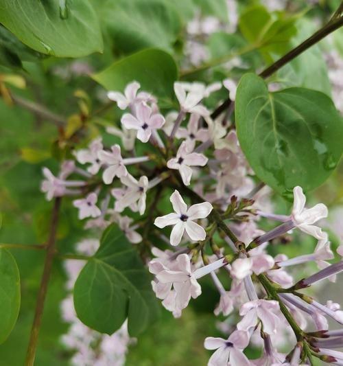 五瓣丁香花语（五瓣丁香花语传递的温暖和美好）