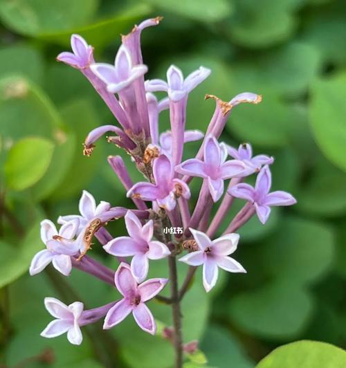 五瓣丁香花语（五瓣丁香花语传递的温暖和美好）