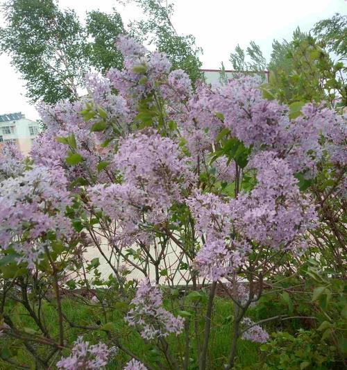 五瓣丁香花语（五瓣丁香花语传递的温暖和美好）