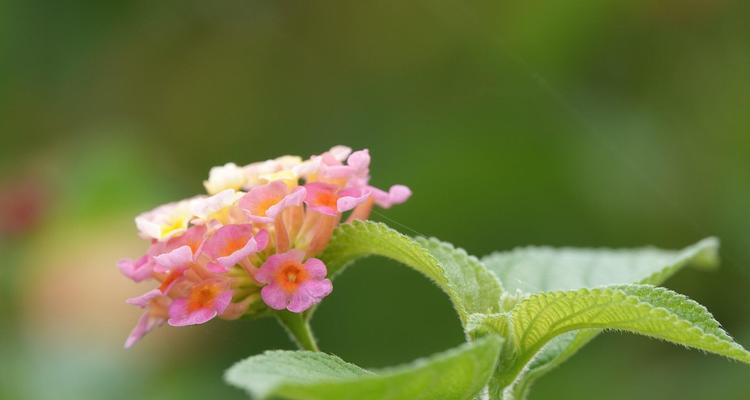 五色梅的花语与意义（探寻五色梅花背后的丰富寓意）