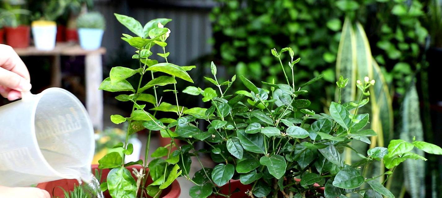茉莉花盆栽的养护指南（了解茉莉花的品种及特点，从而帮助你将其养护得更好）