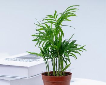 怎样养护袖珍椰子（培养最佳环境，让袖珍椰子茁壮成长）