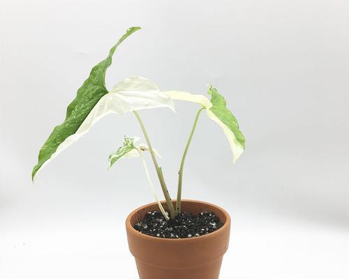 白蝴蝶植物的养护技巧（让你的白蝴蝶植物永葆生机）