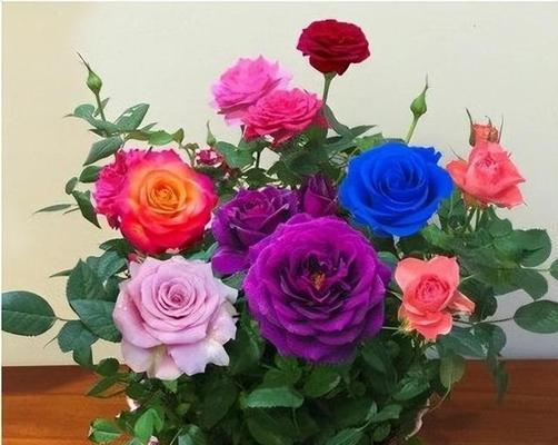刺玫瑰花的养殖方法（学会种植刺玫瑰花，轻松拥有美丽花园）