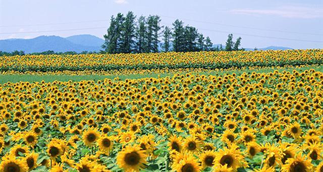 打造阳光田园，种植太阳花（太阳花种植全攻略，让你的田园更加绚丽多彩）