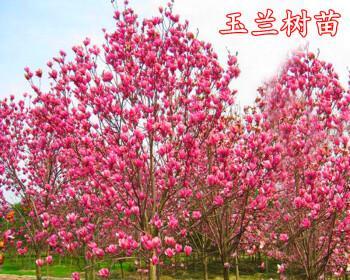 探秘玉兰花品种丰富多彩（品种多如繁星，让你惊艳无限）