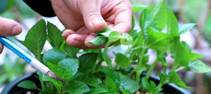 如何管理绣球开花后的枝条（保持健康，让花朵更美丽）