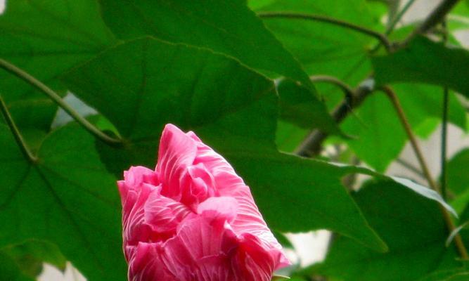 芙蓉花叶子卷边原因分析（探究引起芙蓉花叶子卷边的因素）