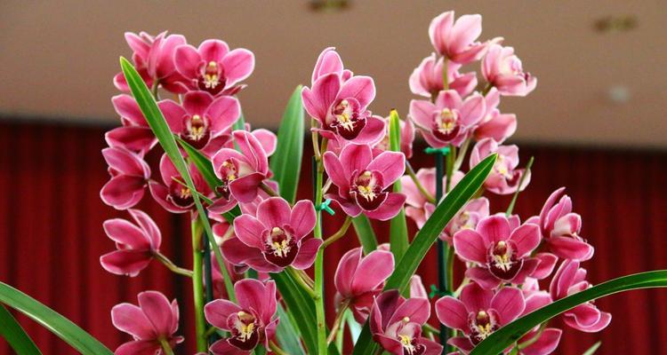 兰花养护技巧大全（打造兰花花海，让你的家更美！）