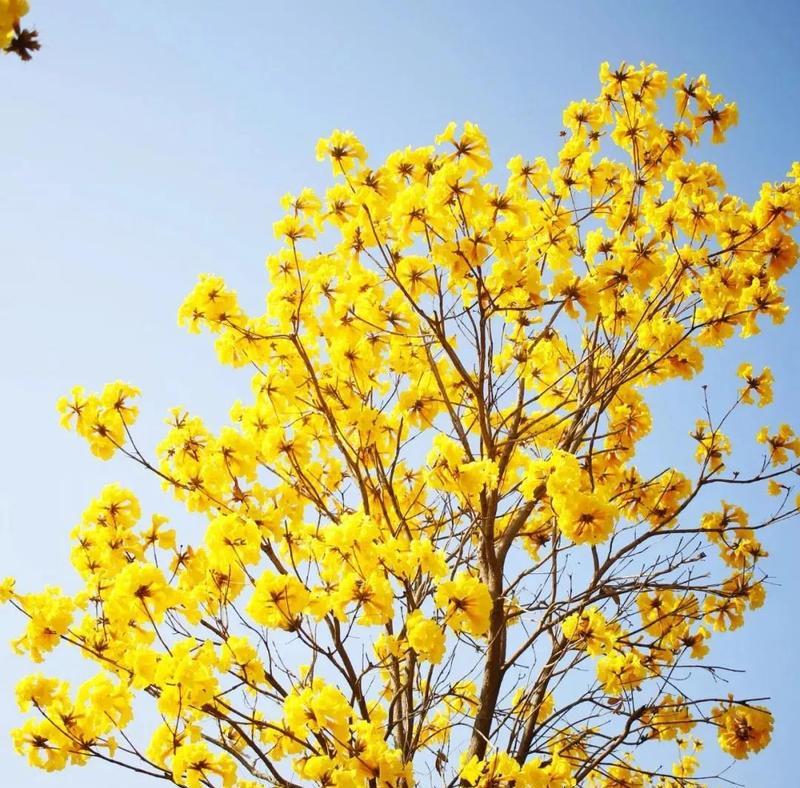 黄花风铃木的开花时间及特点（探究黄花风铃木开花的周期和花期特点）