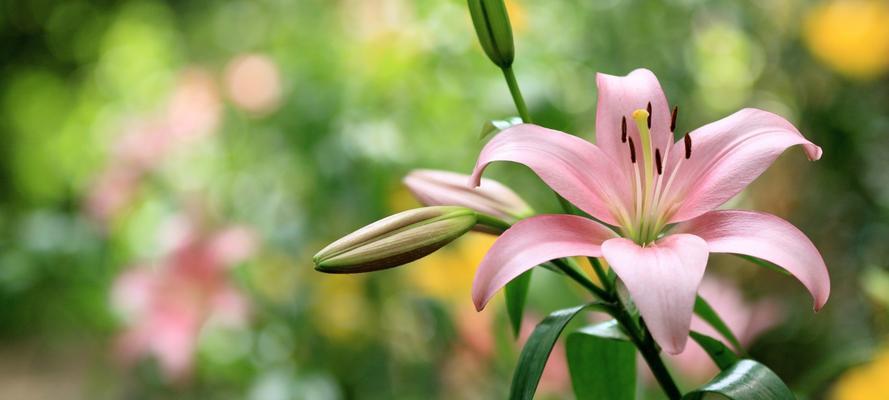 三头百合的花语与美丽之谜（揭秘三头百合的寓意与神秘魅力）