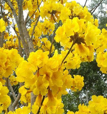黄花风铃木的开花时间及特点（探究黄花风铃木开花的周期和花期特点）