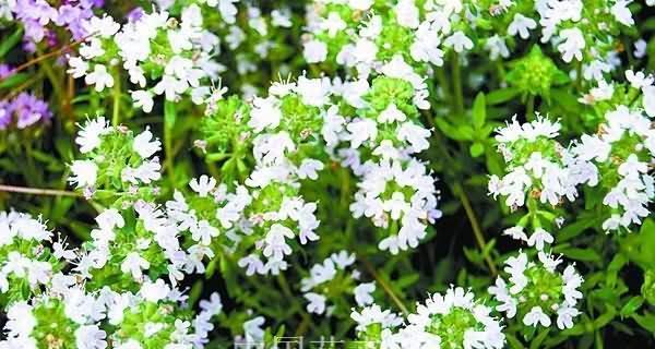 百里香花语（百里香的芳香，扑鼻而来，启迪内心的迷失与苦闷）