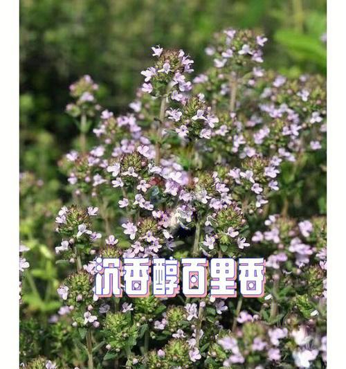 百里香花语（百里香的芳香，扑鼻而来，启迪内心的迷失与苦闷）