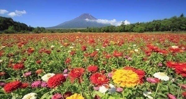 百日草的花语与含义（揭开百日草花语的神秘面纱）