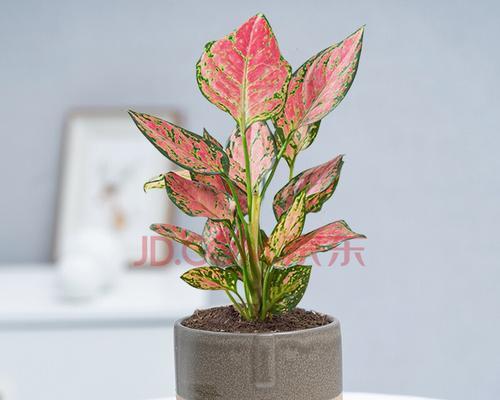 吉利红的生长技巧（如何养护吉利红更旺盛）
