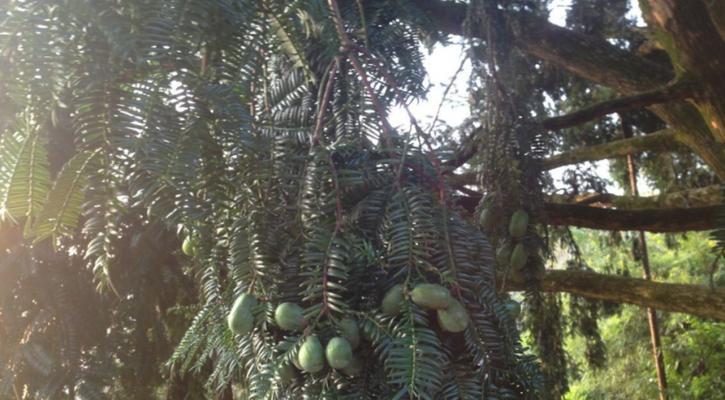 香榧树种植技术（掌握这些关键点，让你种出优质香榧）