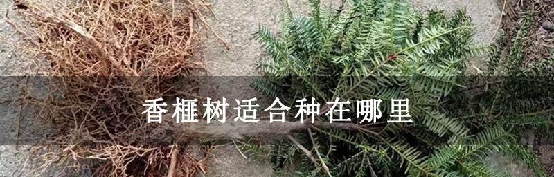 香榧树种植技术（掌握这些关键点，让你种出优质香榧）